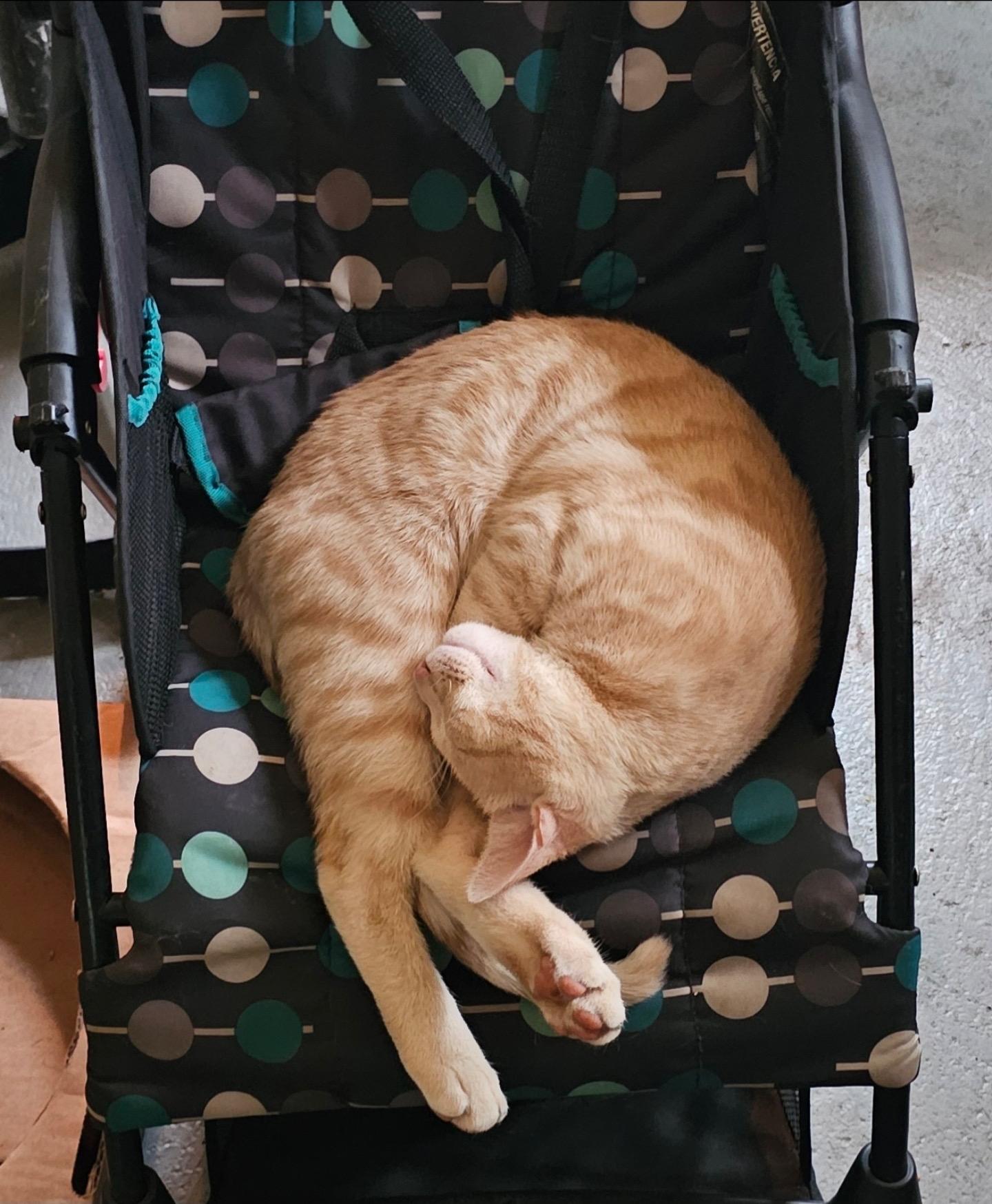 Enlarge Chunk, a Adoptable Domestic Short Hair in Beltsville, MD image 4/5