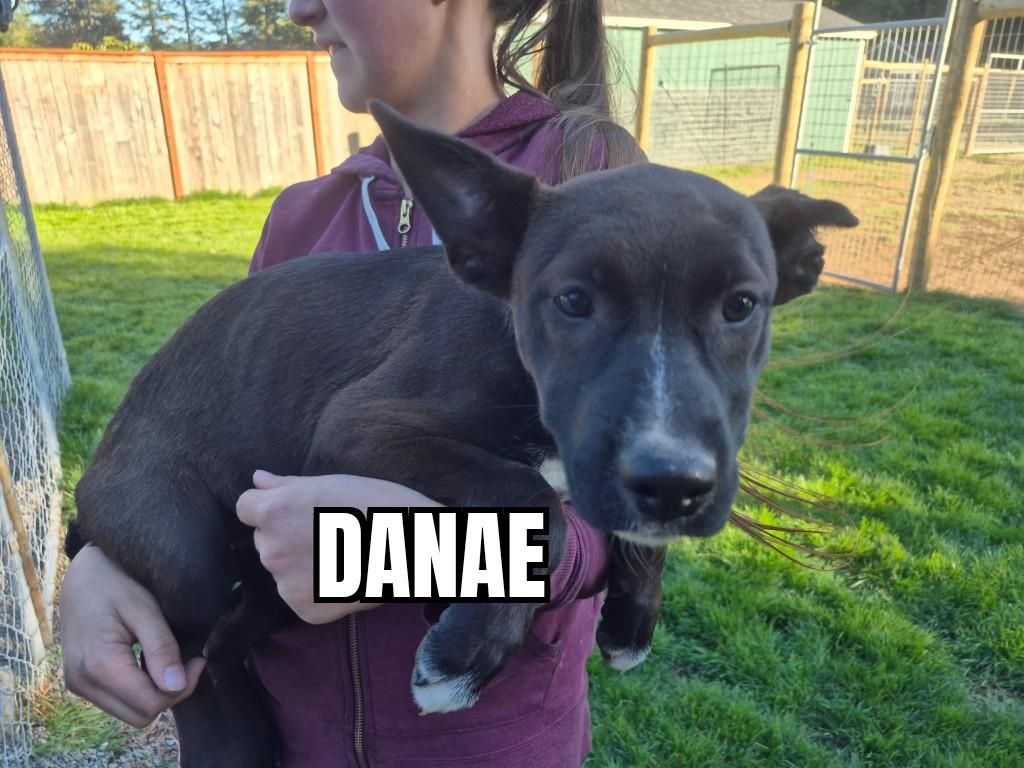 Enlarge Danae, a Adoptable mixed breed in Olympia, WA image 1/1