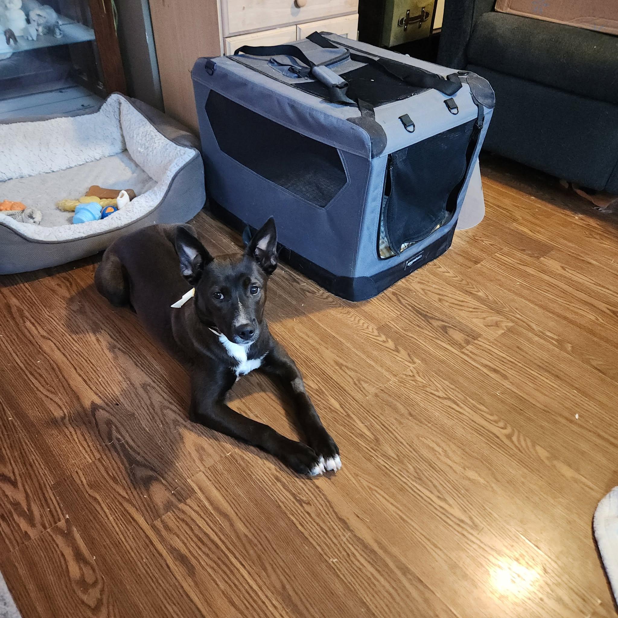 Enlarge Danae, an adopted mixed breed in Olympia, WA image 1/1