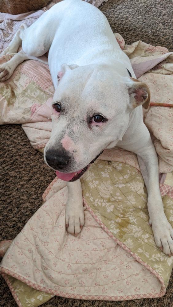 Enlarge Lady, a Adopted mixed breed in Oklahoma City, OK image 1/1