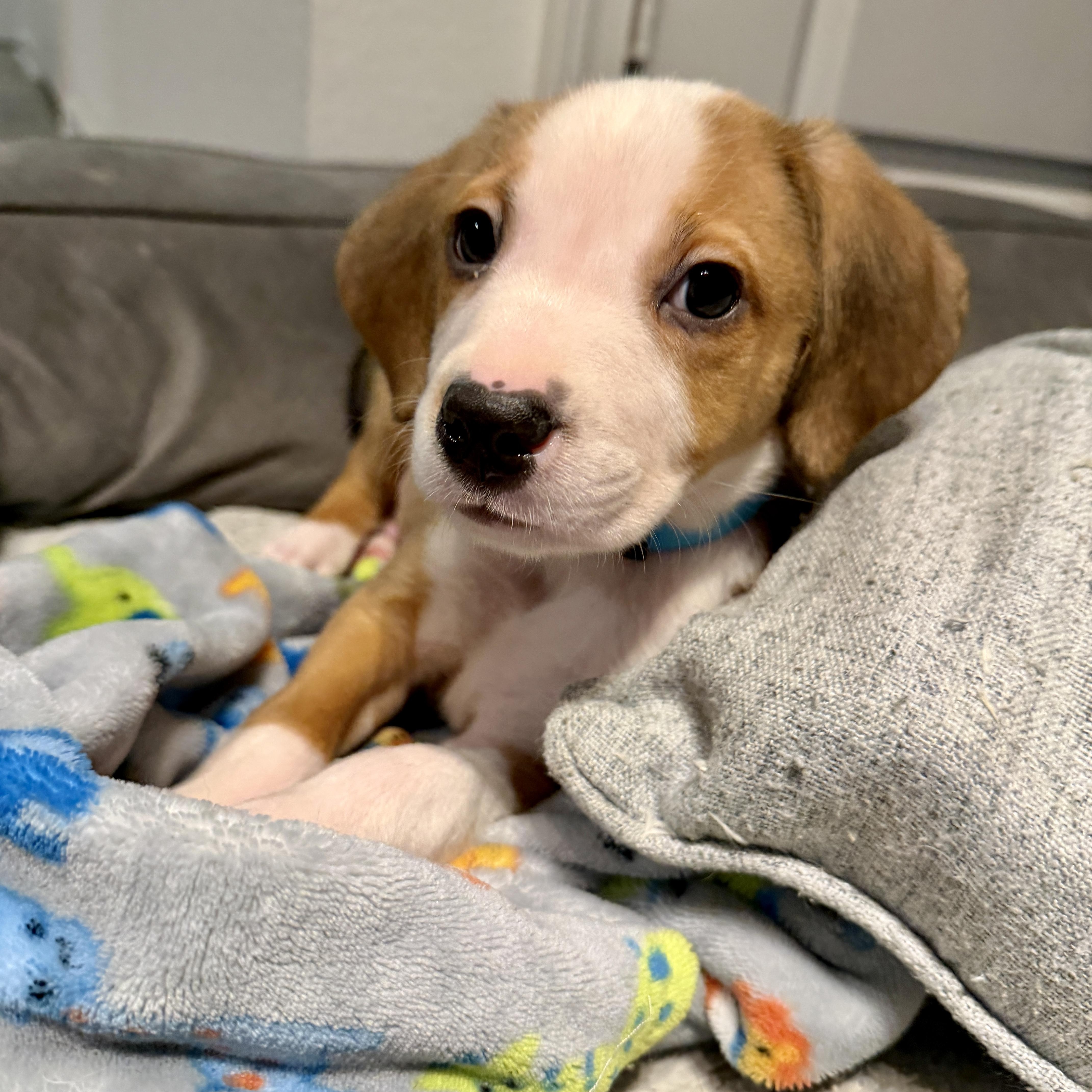 Enlarge Wally, a Adoptable mixed breed in Charlotte, NC image 2/4