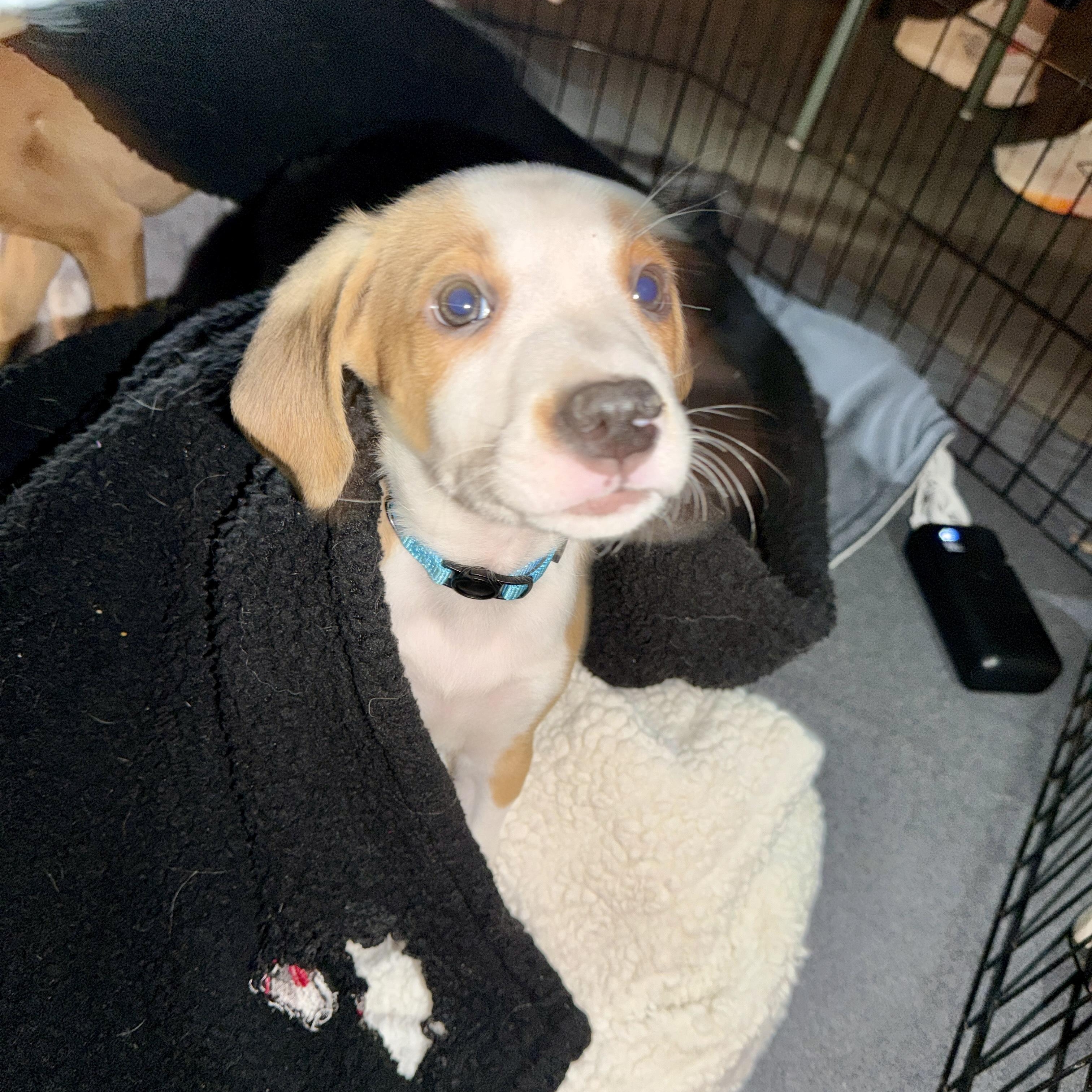 Enlarge Wally, a Adoptable mixed breed in Charlotte, NC image 3/4