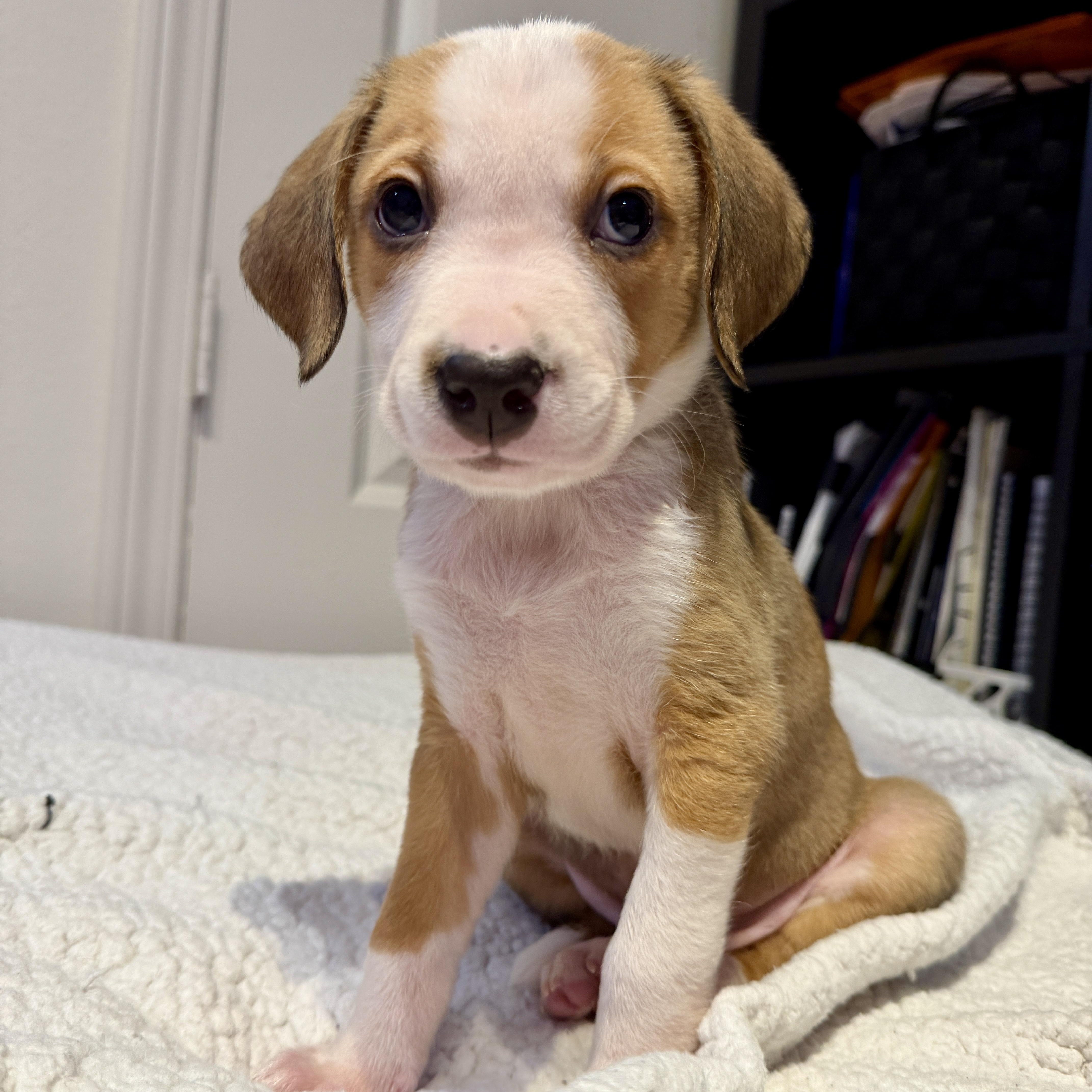 Enlarge Wally, a Adoptable mixed breed in Charlotte, NC image 1/4