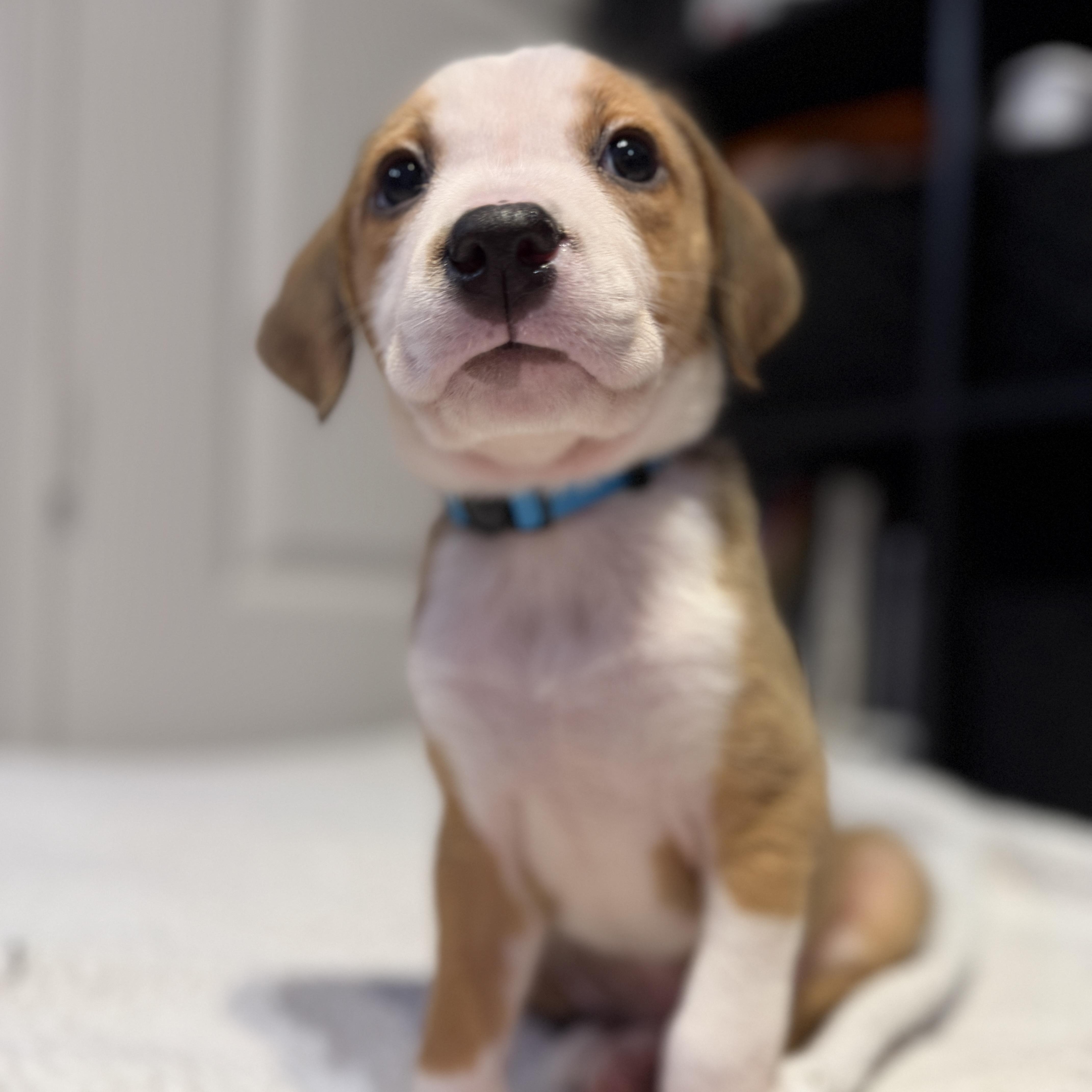 Enlarge Wally, a Adoptable mixed breed in Charlotte, NC image 4/4