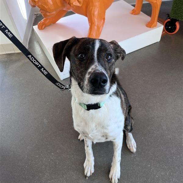 Lakin, Adoptable, Young Female Wirehaired Terrier & Boxer.