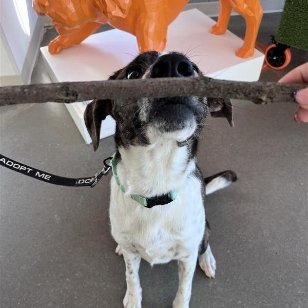 Enlarge Lakin, a Adoptable mixed breed in Bentonville, AR image 2/6