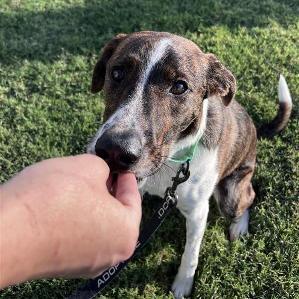 Enlarge Lakin, a Adoptable mixed breed in Bentonville, AR image 3/6