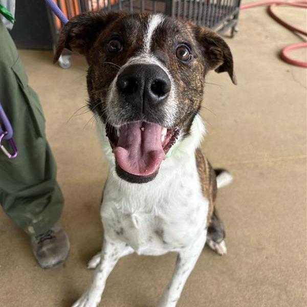 Enlarge Lakin, a Adoptable mixed breed in Bentonville, AR image 4/6