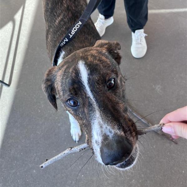 Enlarge Lakin, a Adoptable mixed breed in Bentonville, AR image 5/6