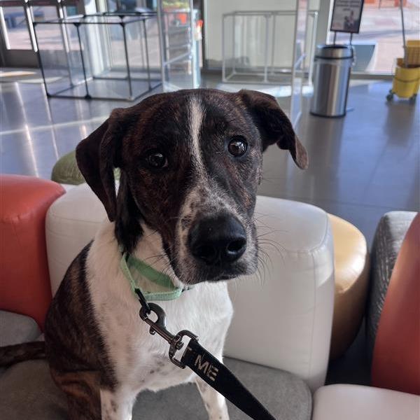 Enlarge Lakin, a Adoptable mixed breed in Bentonville, AR image 6/6