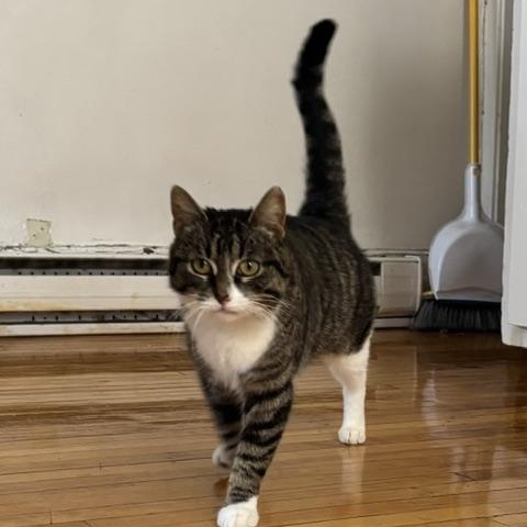 Enlarge Caroline, an adopted Domestic Short Hair in Montreal, QC image 4/6