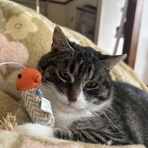 Enlarge Caroline, an adopted Domestic Short Hair in Montreal, QC image 2/6