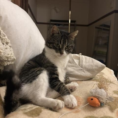 Enlarge Caroline, an adopted Domestic Short Hair in Montreal, QC image 6/6