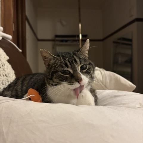 Enlarge Caroline, an adopted Domestic Short Hair in Montreal, QC image 3/6