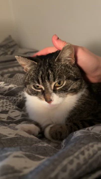 Enlarge Caroline, an adopted Domestic Short Hair in Montreal, QC video 5/6