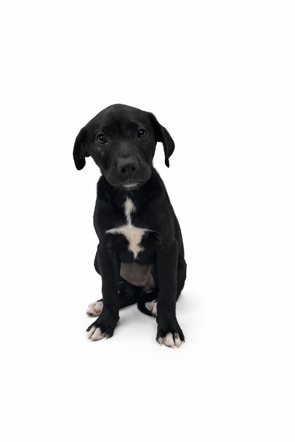 Espresso #0085, an adopted mixed breed in Waldorf, MD image 2/2