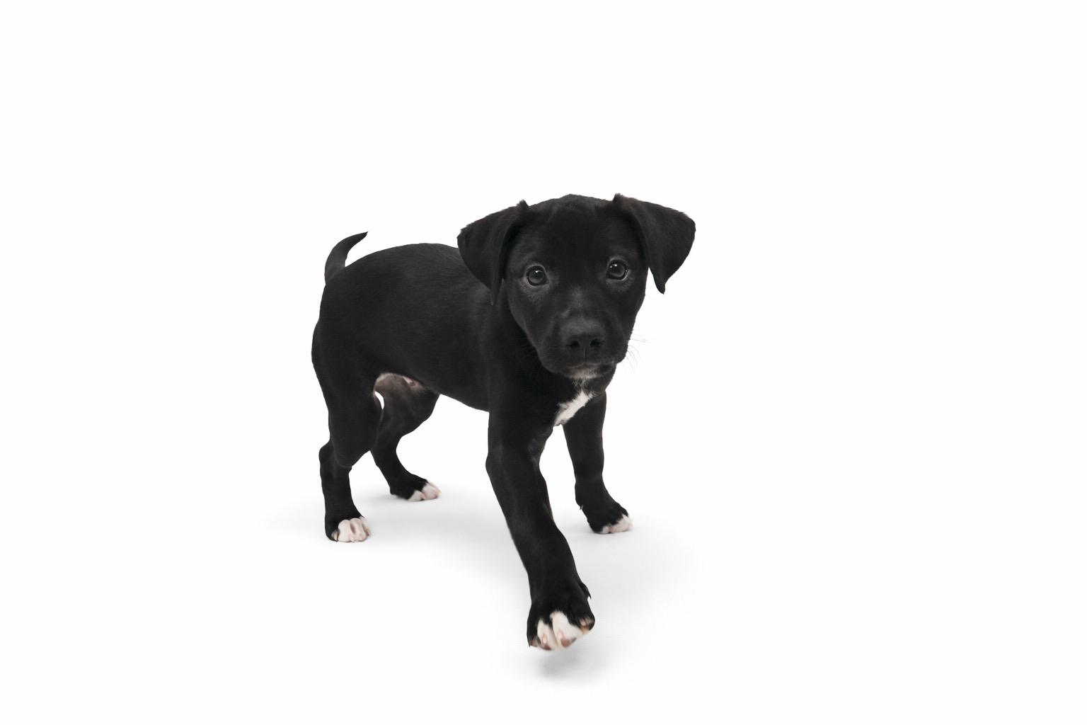 Espresso #0085, an adopted mixed breed in Waldorf, MD image 1/2