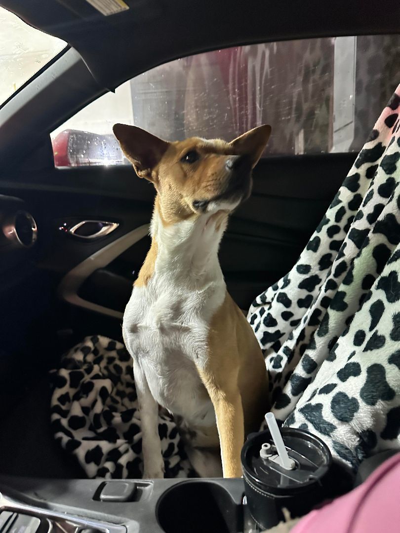 Nika, Adopted, Young Female Ibizan Hound.