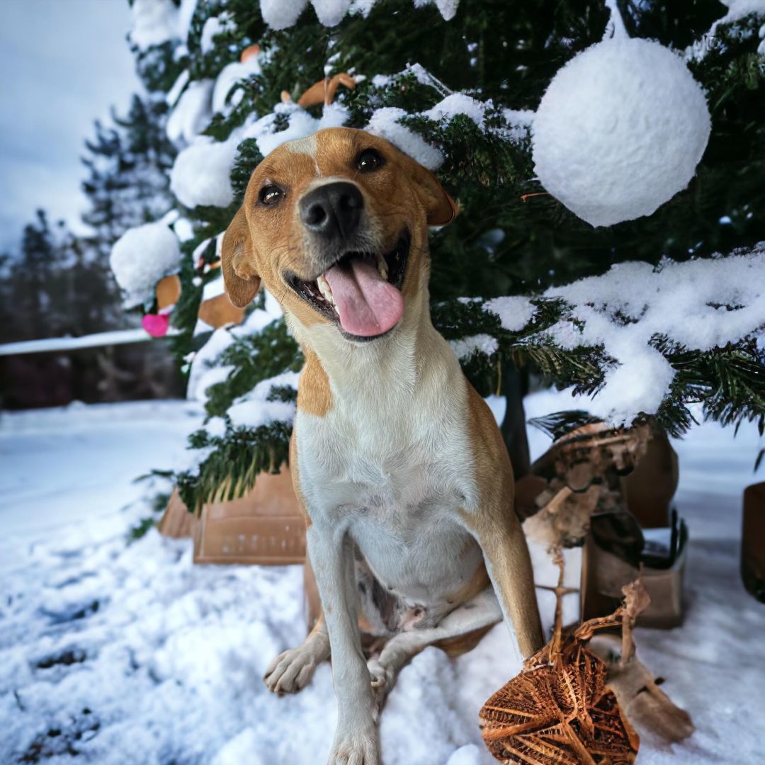 Nika, a Adopted mixed breed in Austin, TX image 2/5