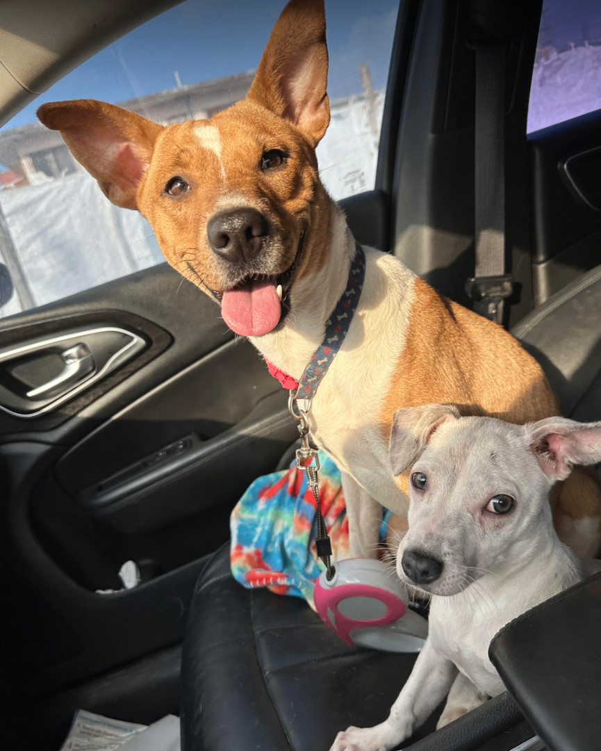 Nika, a Adopted mixed breed in Austin, TX image 5/5