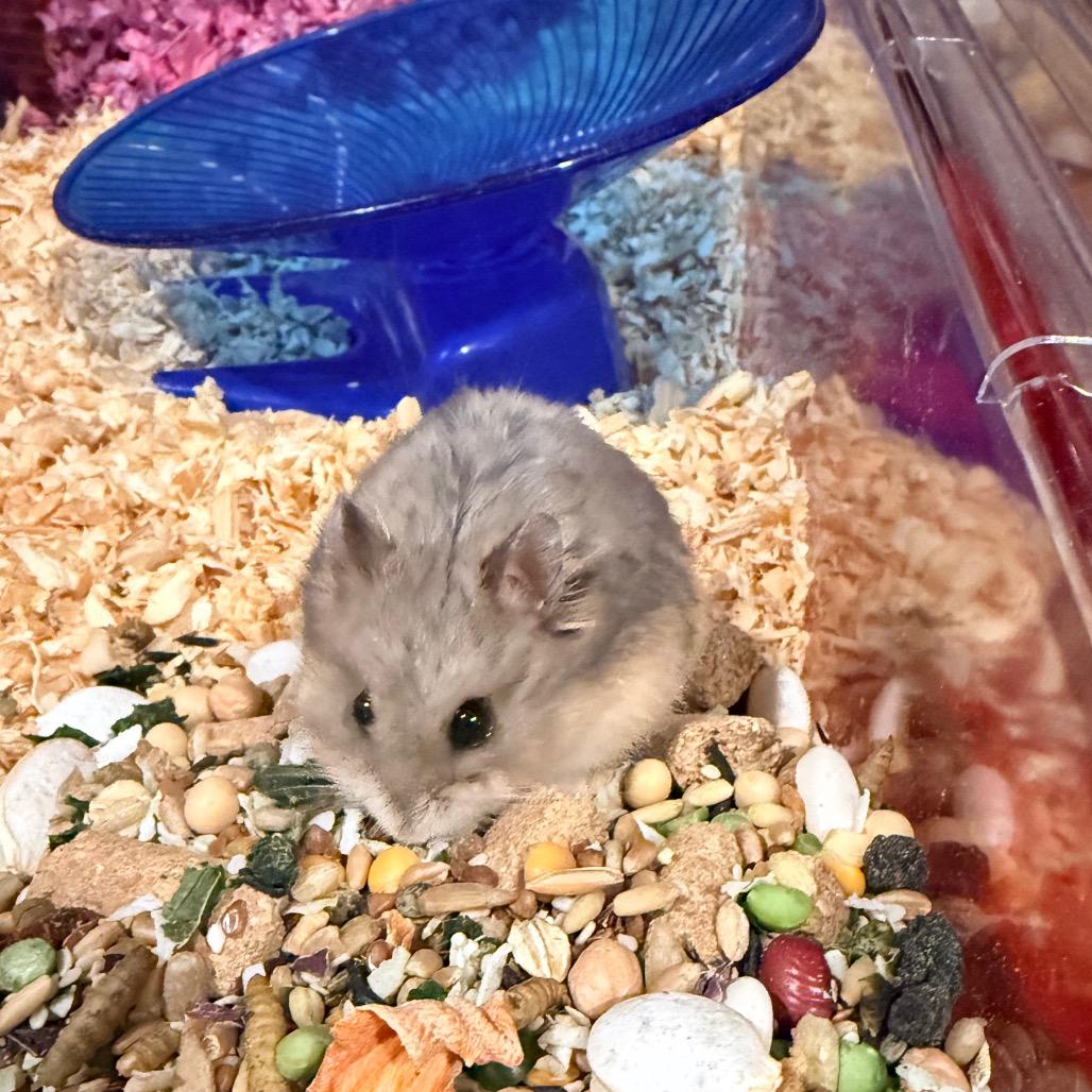 Chuckie, Adoptable, Young Male Dwarf Hamster.
