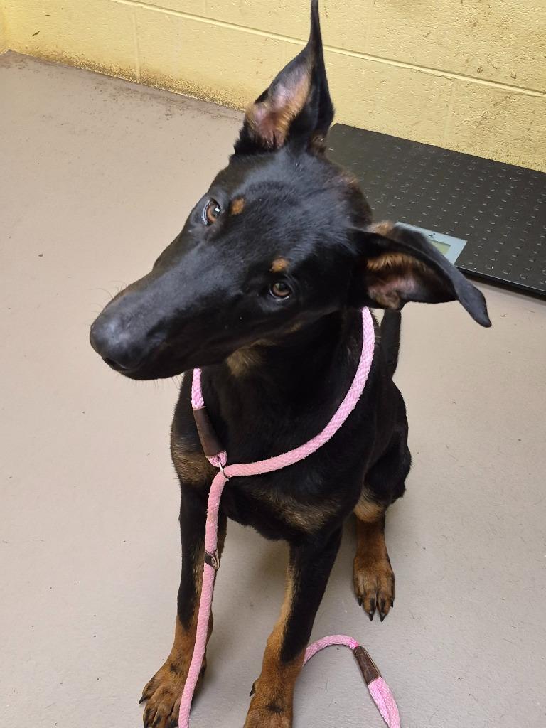 Enlarge Klause, a Adopted mixed breed in Crossville, TN image 1/1