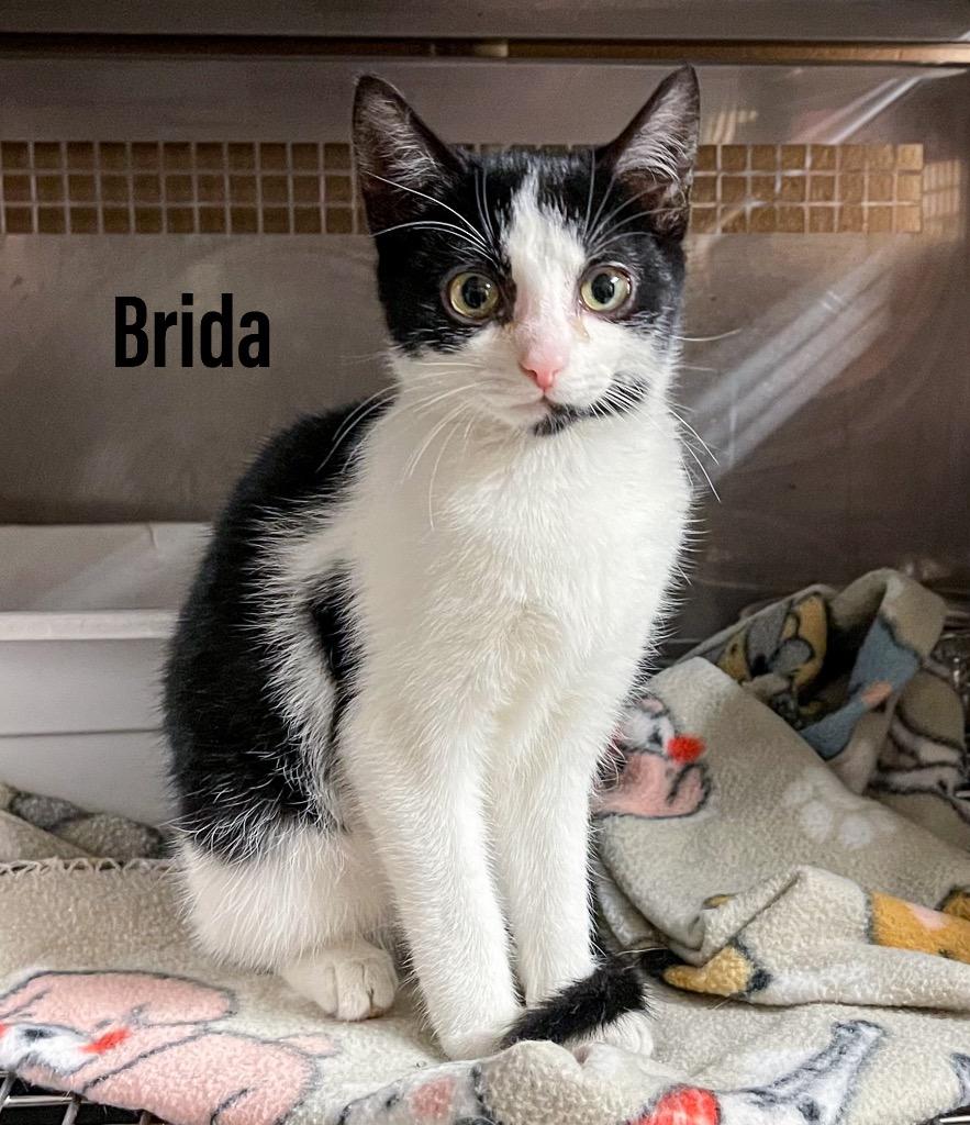 Brida, Adoptable, Kitten Female Domestic Short Hair.
