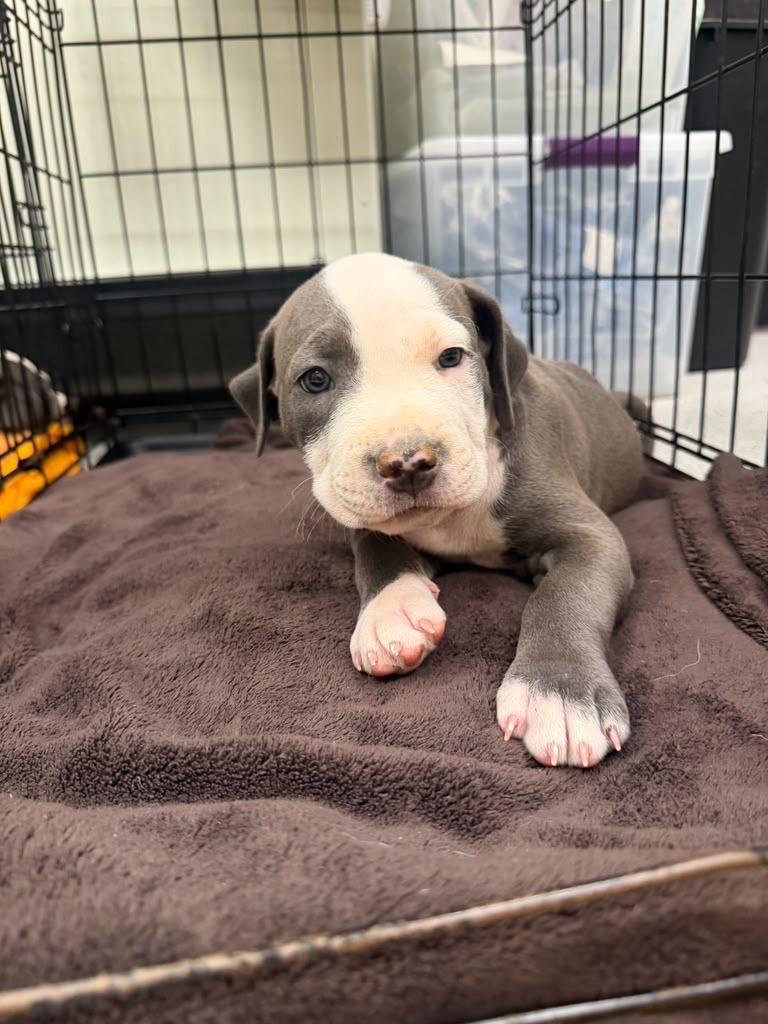 Michael Myers, Adoptable, Puppy Male Pit Bull Terrier & American Bully.