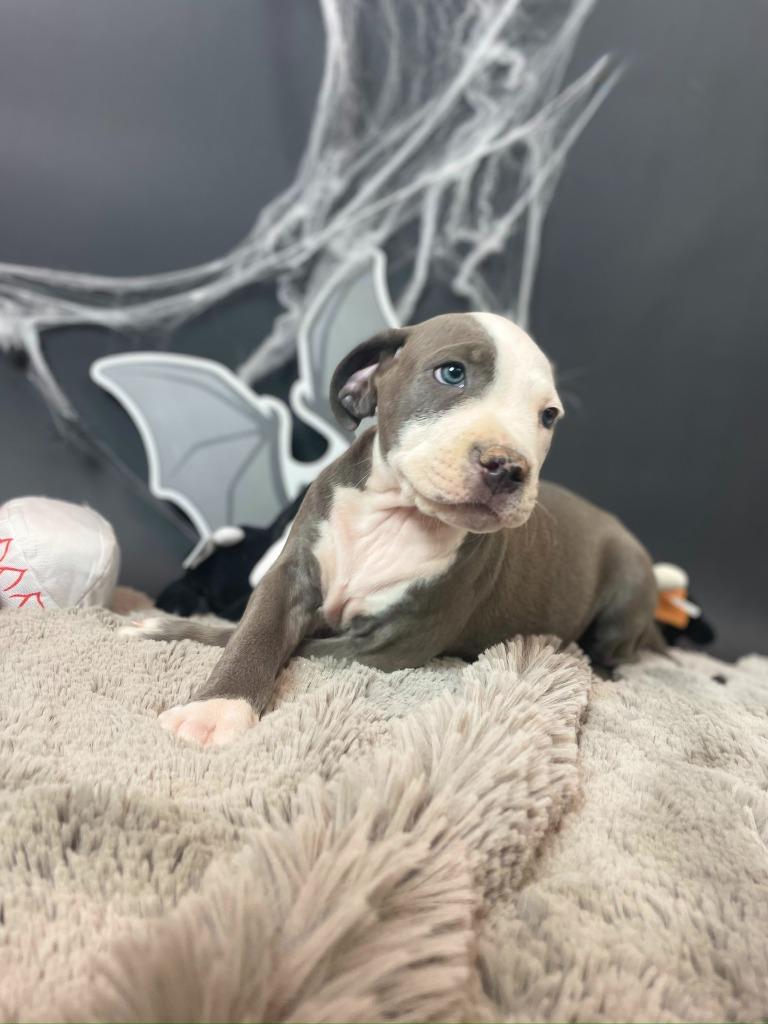 Enlarge Michael Myers, a Adoptable mixed breed in Phoenix, AZ image 3/4