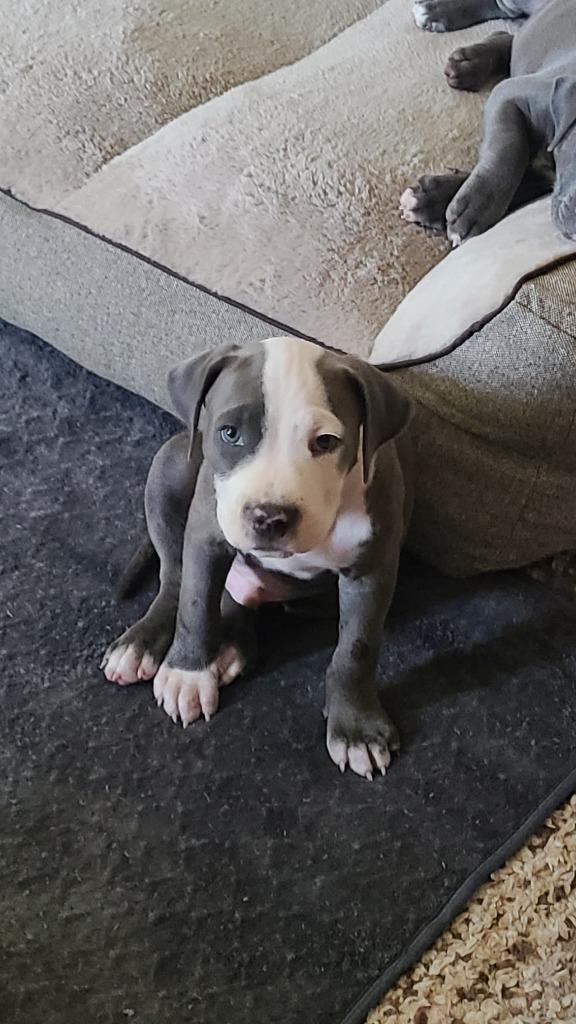 Enlarge Michael Myers, a Adoptable mixed breed in Phoenix, AZ image 4/4