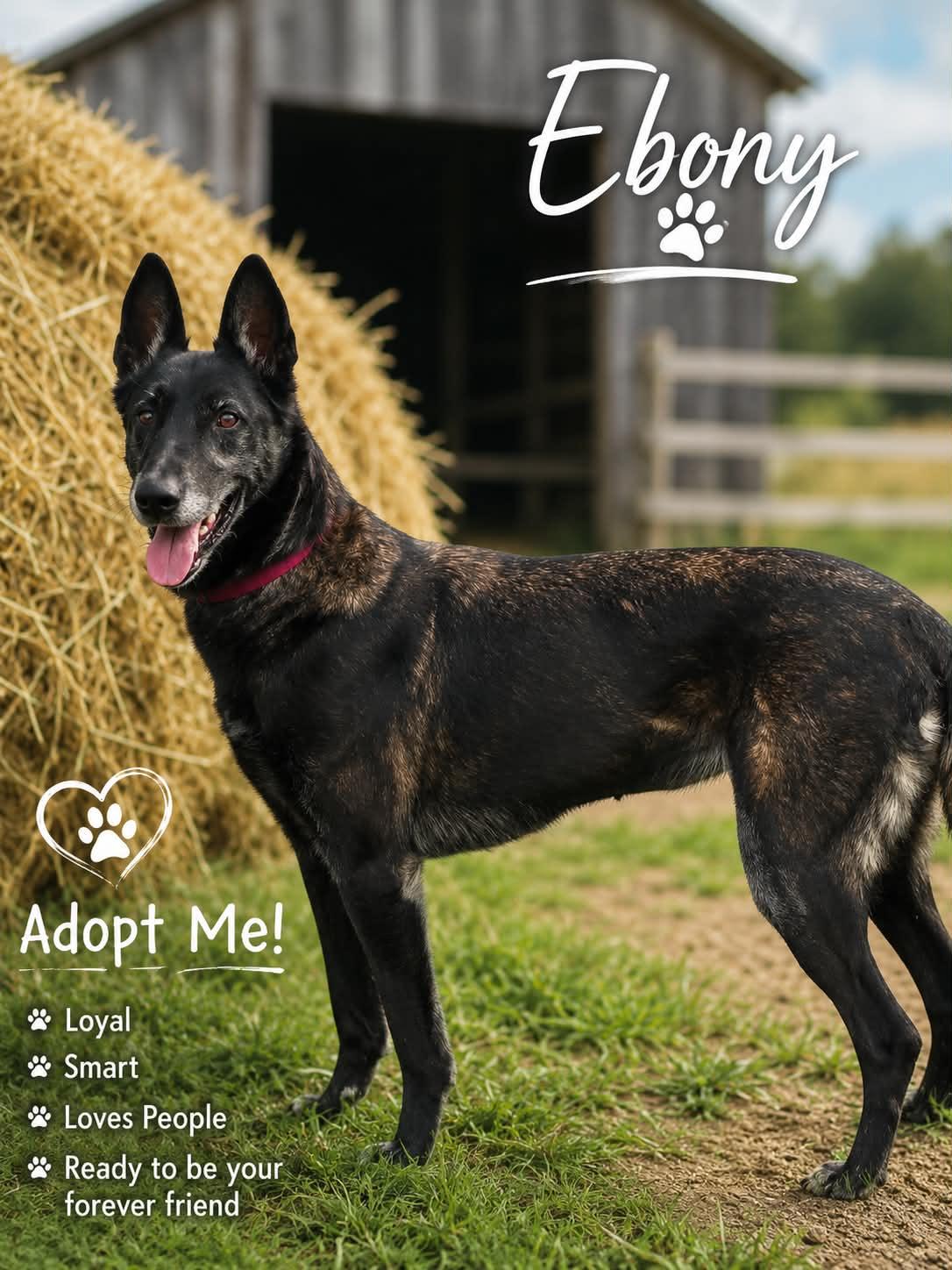Enlarge Ebony, a ADOPTABLE Belgian Shepherd / Malinois in Kuna, ID image 1/1