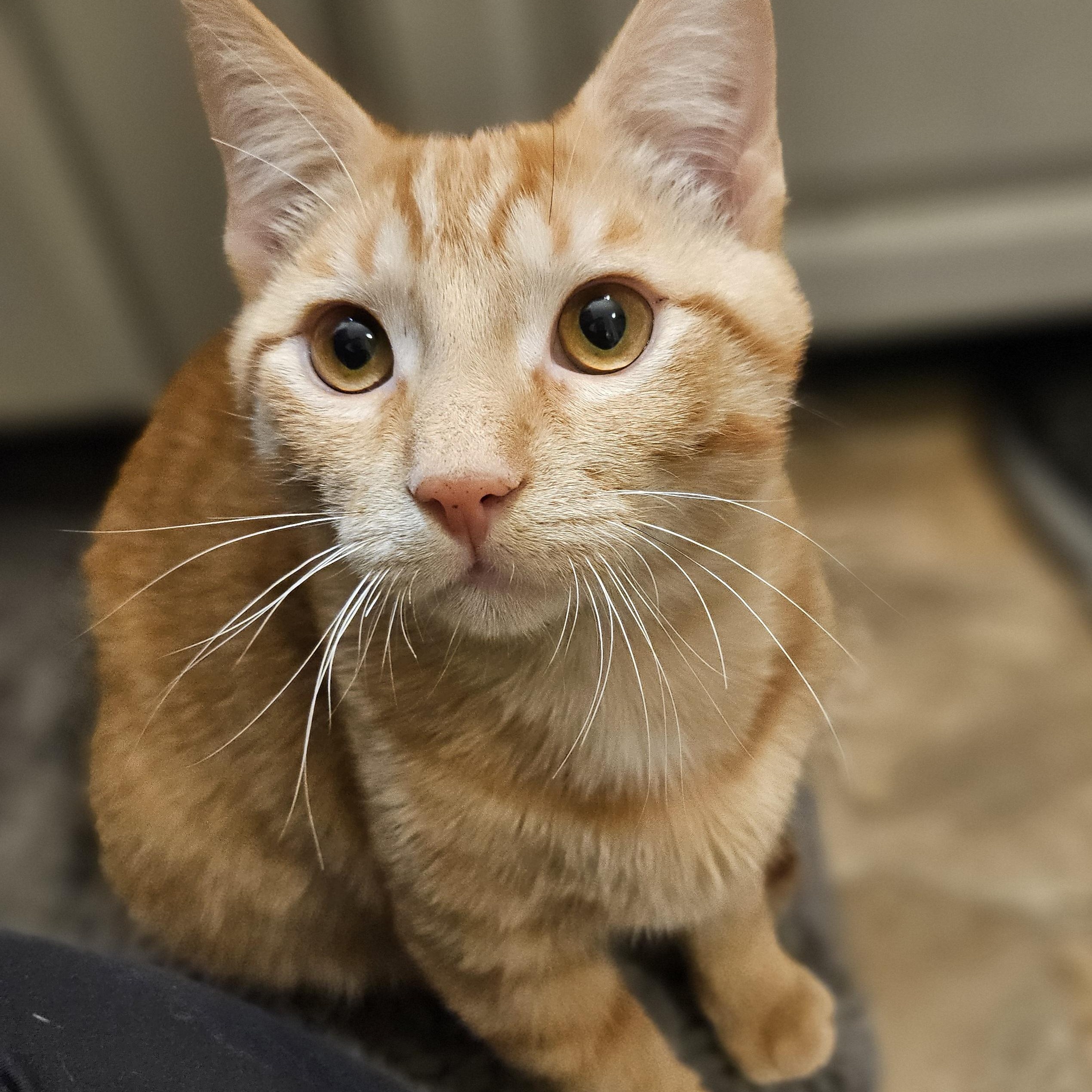 Enlarge Stu, a ADOPTABLE Domestic Short Hair in Hudsonville, MI image 2/3