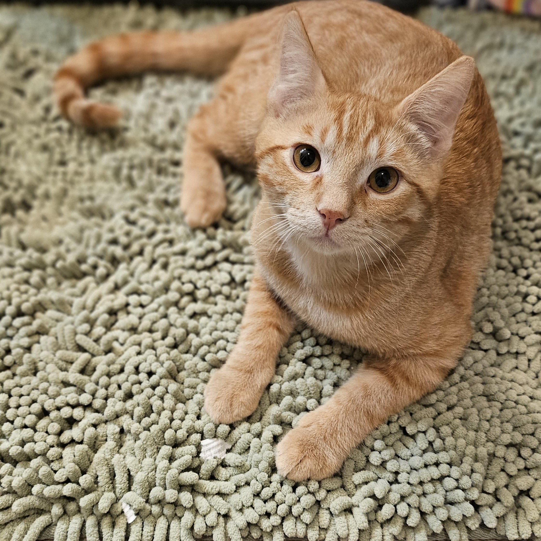 Stu, ADOPTABLE, Kitten Male Domestic Short Hair.