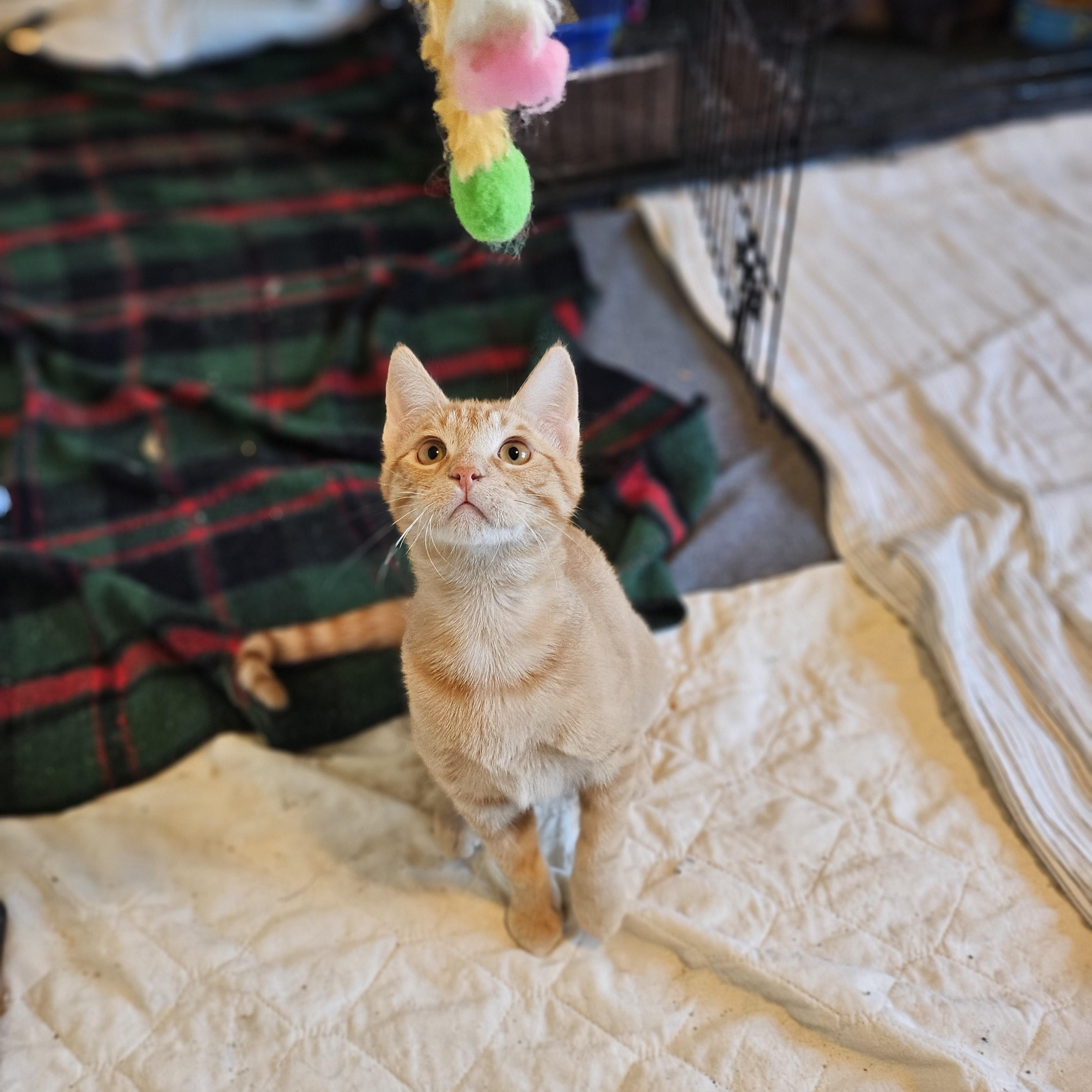 Enlarge Stu, a ADOPTABLE Domestic Short Hair in Hudsonville, MI image 3/3