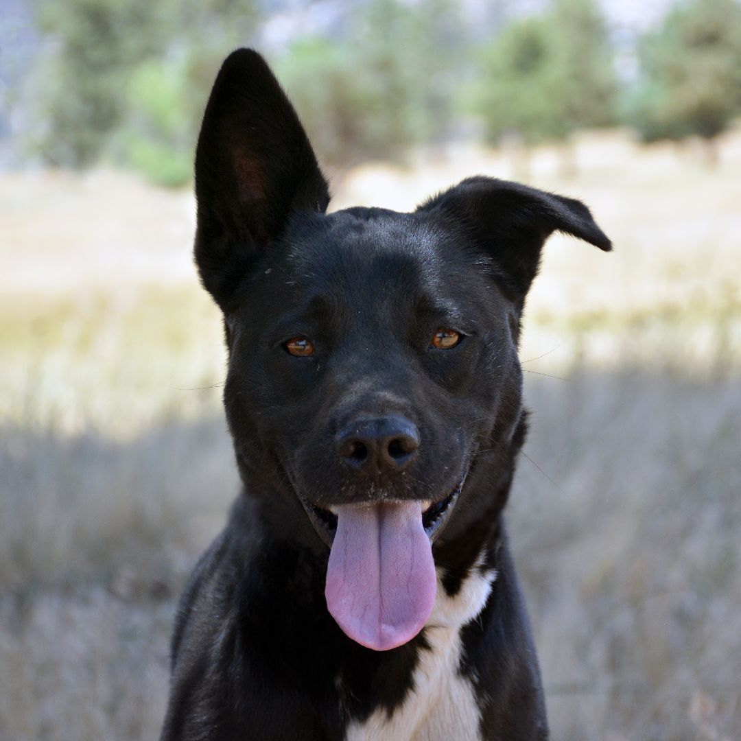 Enlarge Luna, a Adoptable mixed breed in Mountain Center, CA image 1/8