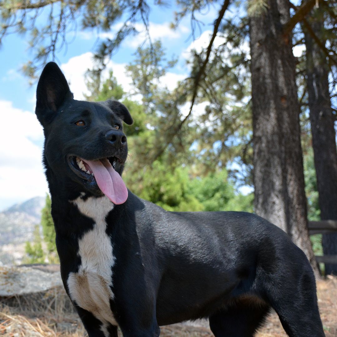 Enlarge Luna, a Adoptable mixed breed in Mountain Center, CA image 2/8