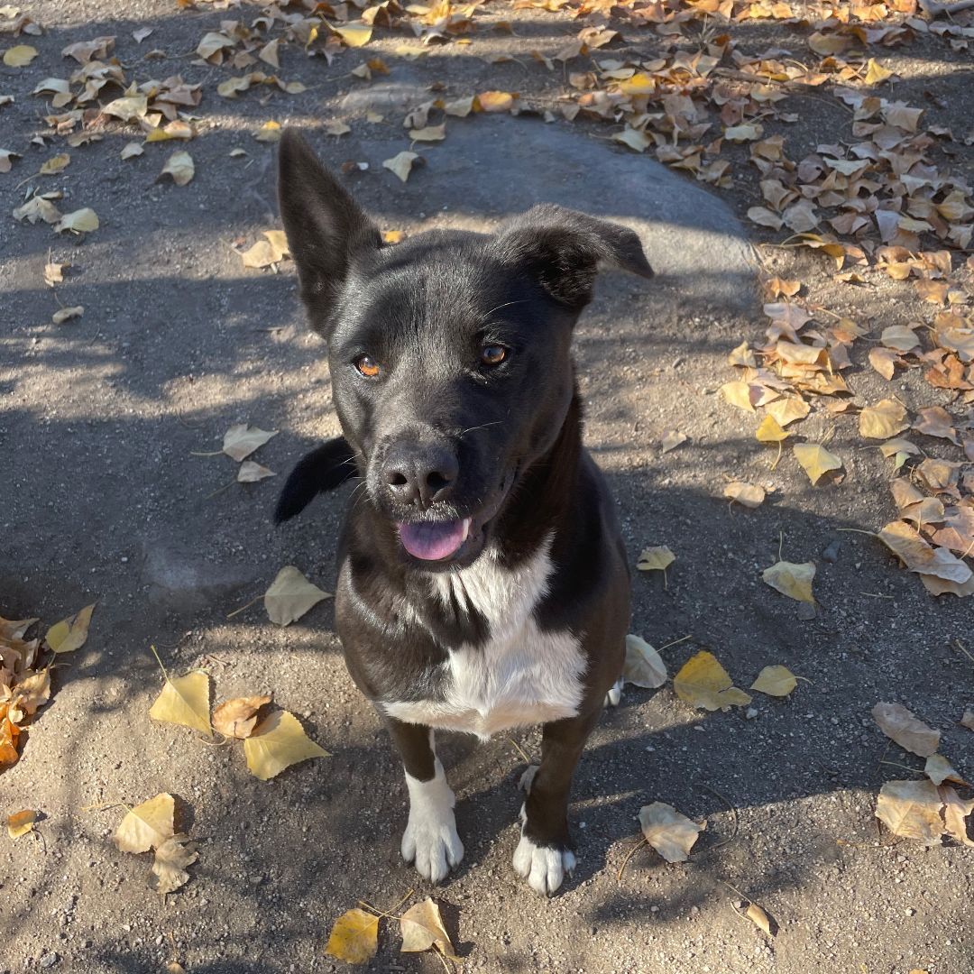 Enlarge Luna, a Adoptable mixed breed in Mountain Center, CA image 3/8