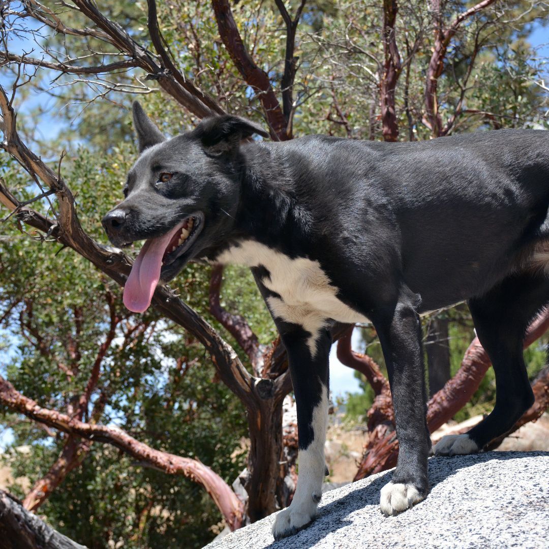 Enlarge Luna, a Adoptable mixed breed in Mountain Center, CA image 4/8