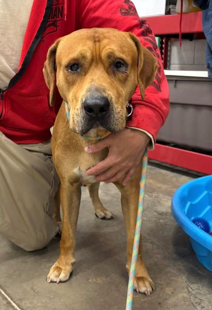 Enlarge Vern, a Adoptable mixed breed in Newcastle, OK image 1/1