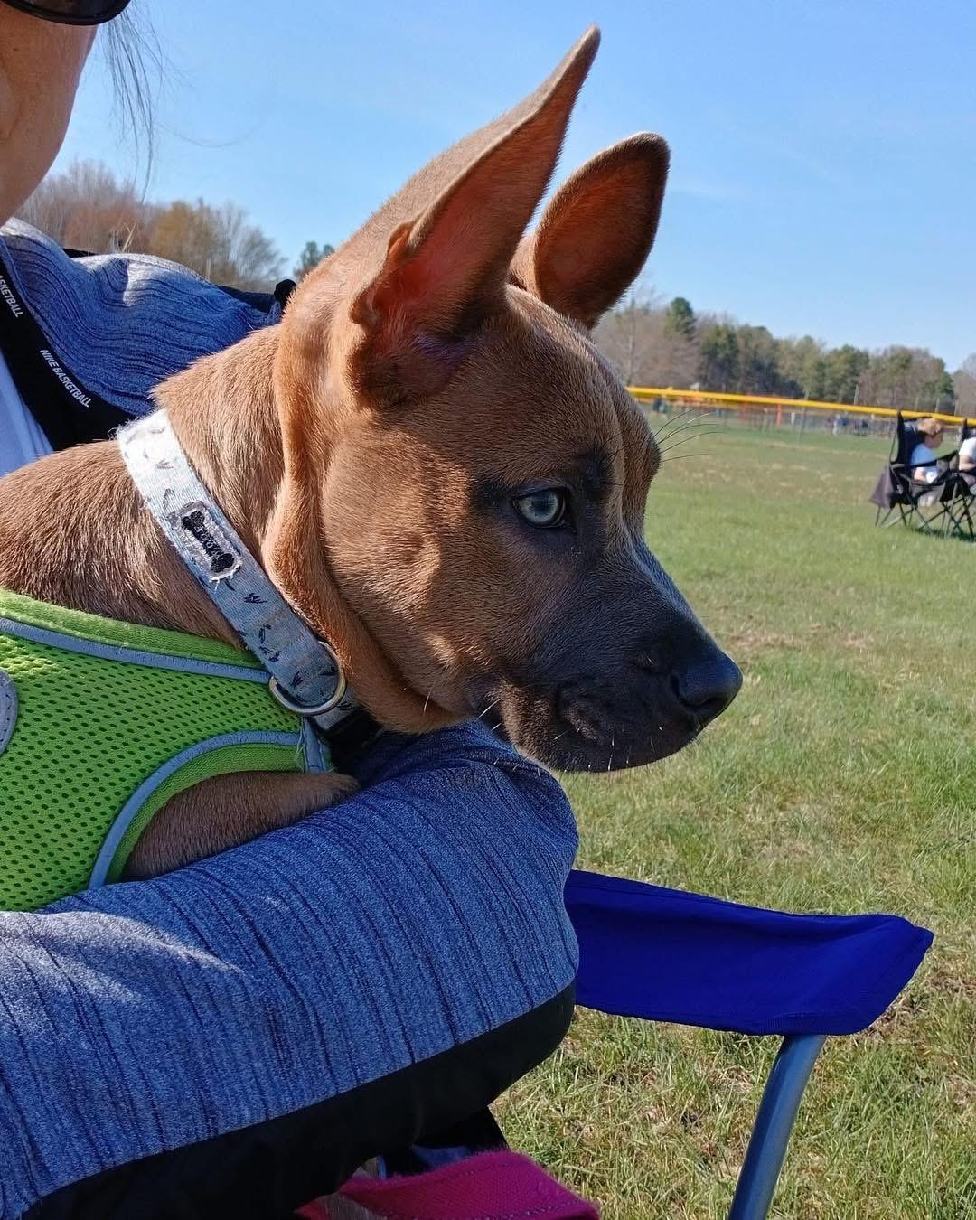 Enlarge Evie Jo, a ADOPTABLE mixed breed in Grand Haven, MI image 5/5