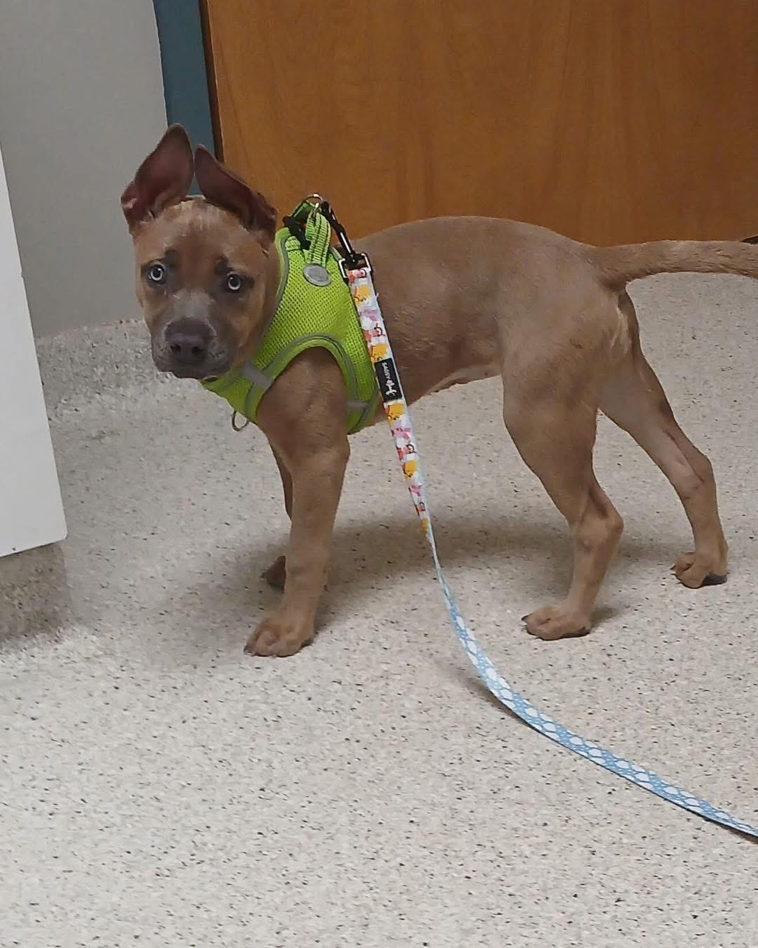 Enlarge Evie Jo, a ADOPTABLE mixed breed in Grand Haven, MI image 2/5