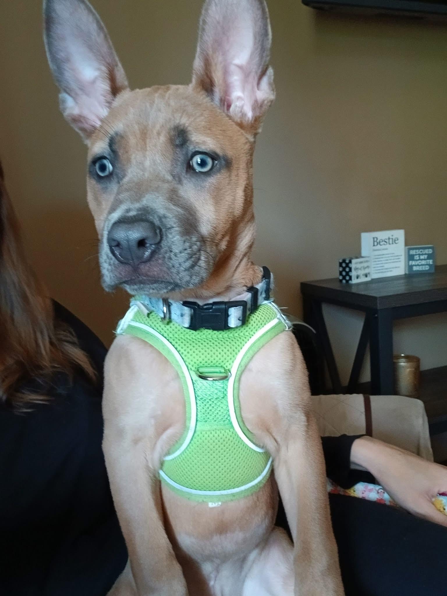 Enlarge Evie Jo, a ADOPTABLE mixed breed in Grand Haven, MI image 1/5