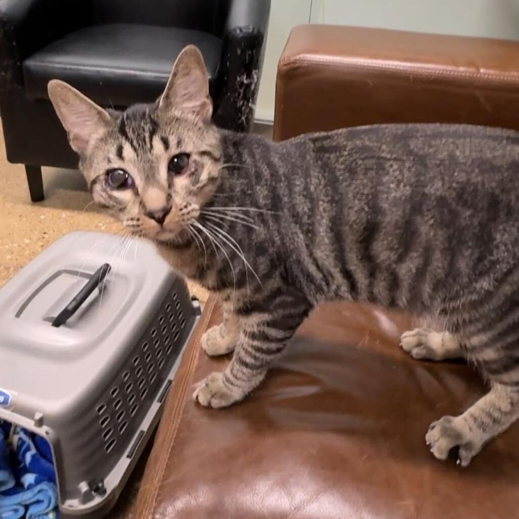 Zio, Adoptable, Young Male Domestic Short Hair.