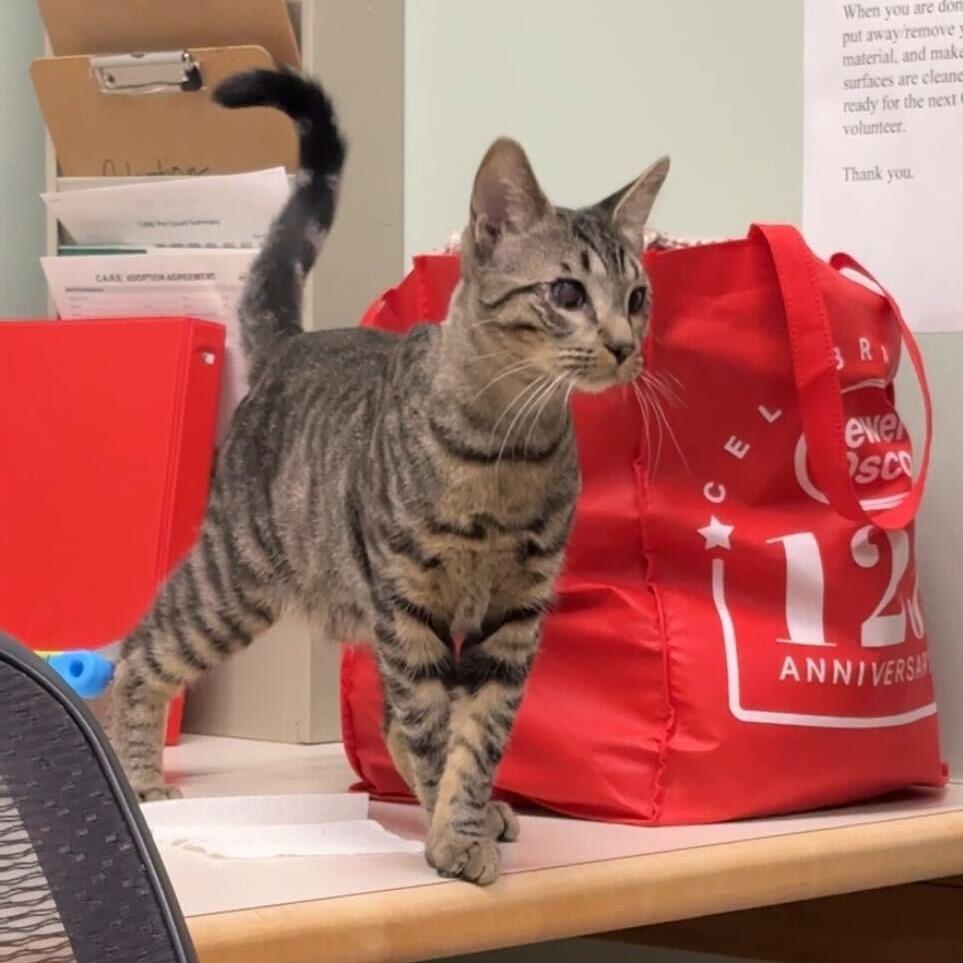 Zio, a Adoptable Domestic Short Hair in Skokie, IL image 2/6