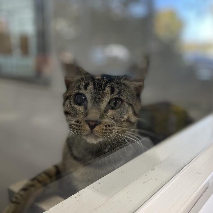 Zio, a Adoptable Domestic Short Hair in Skokie, IL image 3/6