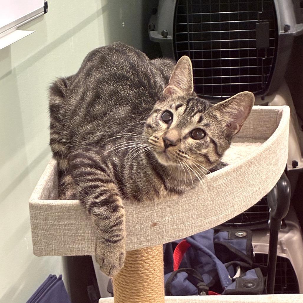 Zio, a Adoptable Domestic Short Hair in Skokie, IL image 4/6