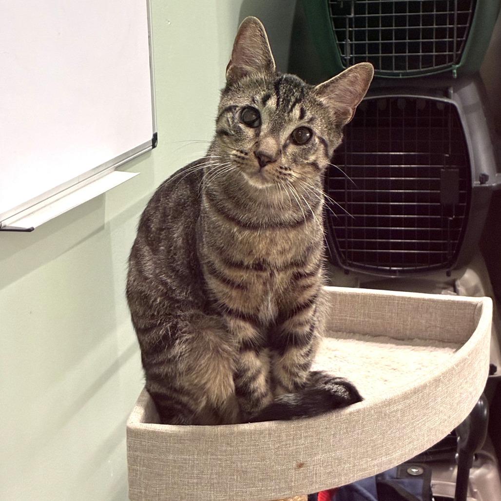 Zio, a Adoptable Domestic Short Hair in Skokie, IL image 5/6