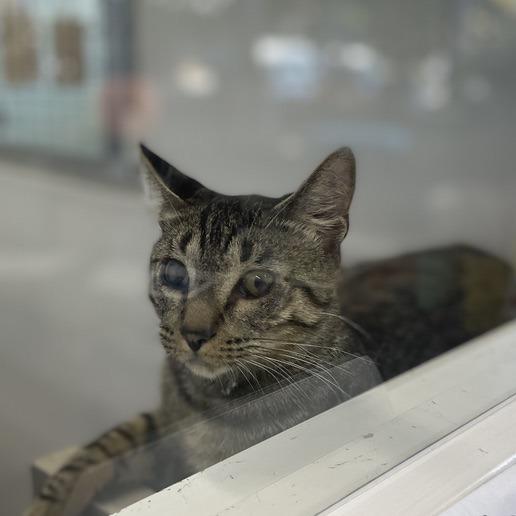 Zio, a Adoptable Domestic Short Hair in Skokie, IL image 6/6