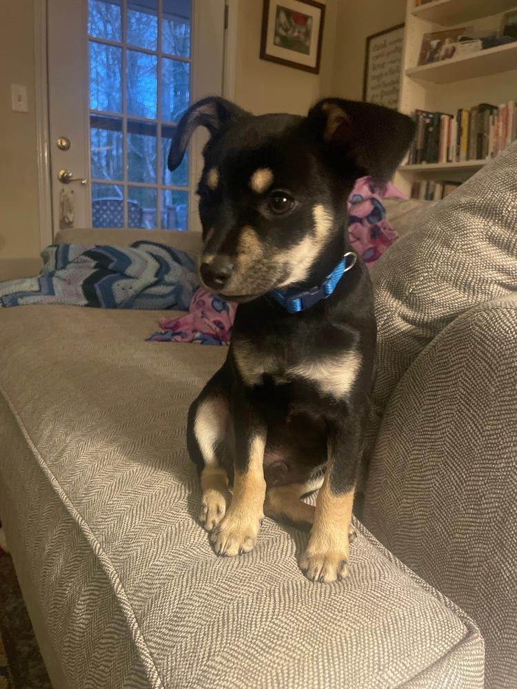 Enlarge Sunny and Winston, a Adoptable mixed breed in Cedartown, GA image 2/5