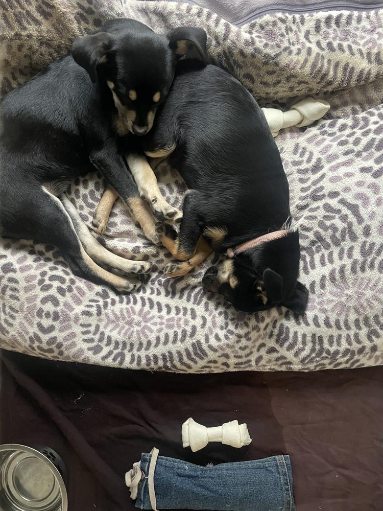 Enlarge Sunny and Winston, a Adoptable mixed breed in Cedartown, GA image 4/5